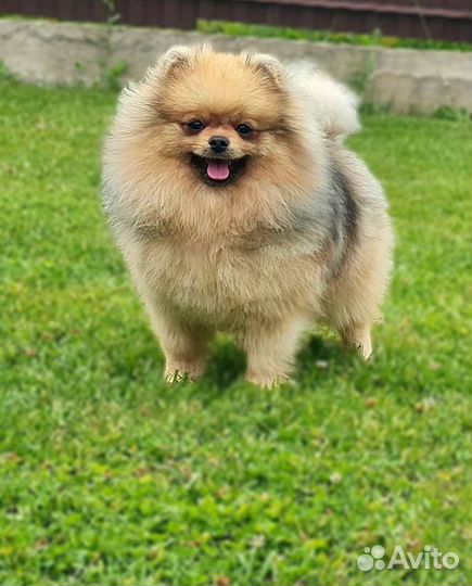 Мальчик, редкий окрас