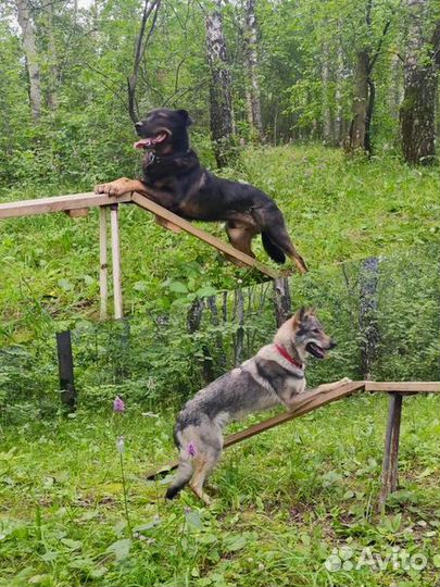 Дрессировка собак индивидуально и в группе