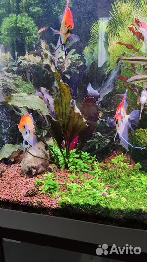 Эхинодорус Рени