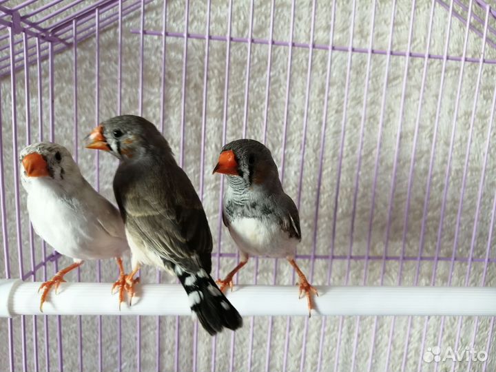 Зебровые амадины