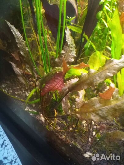 Аквариумное растение