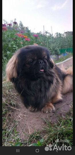 Вязка пекинес