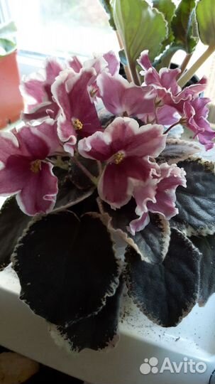 Фиалочки сортовые