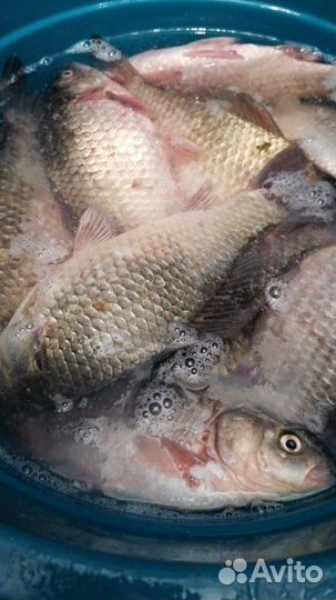 Карась свежий