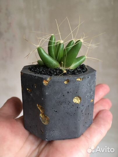 Суккуленты, кактусы в кашпо бетон