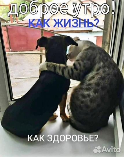 Слушатель собеседник подруга на час