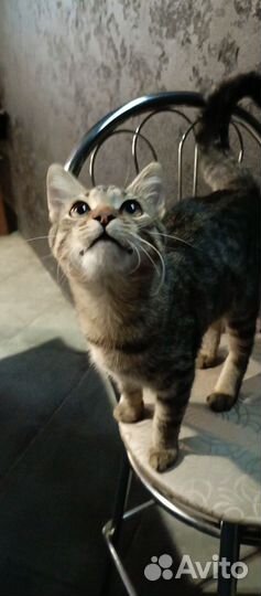 Кот липучка ищет дом