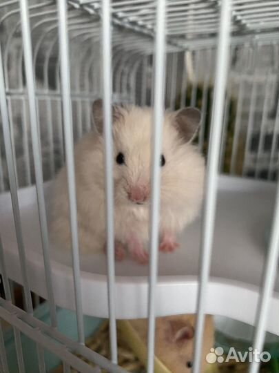 Сирийские хомячки с доставкой на дом
