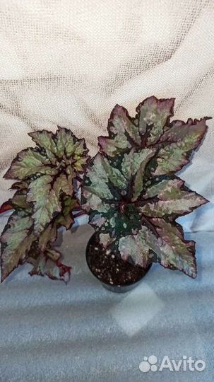 Бегонии королевские,декоративнолиственные