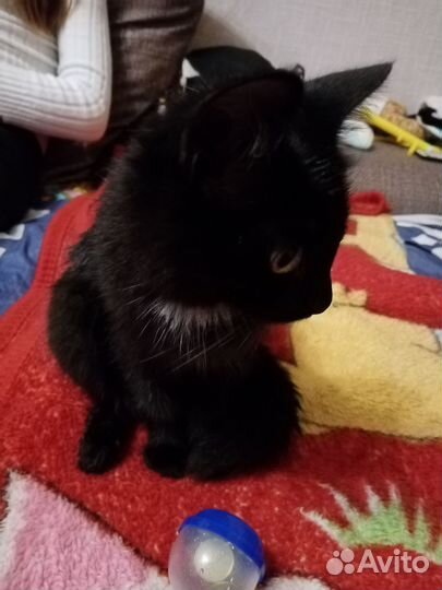 Найден котенок