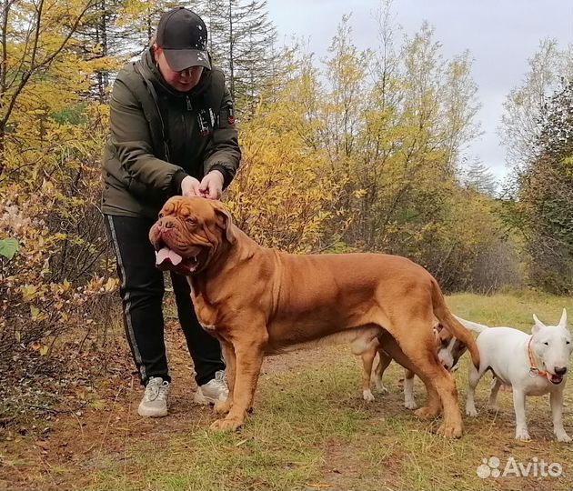 Щенки бордоского дога