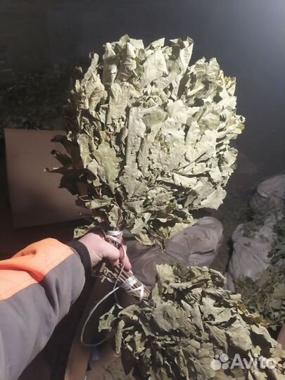 Веники для бани