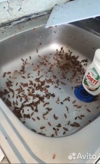 Уничтожение клопов тараканов дезинфекция