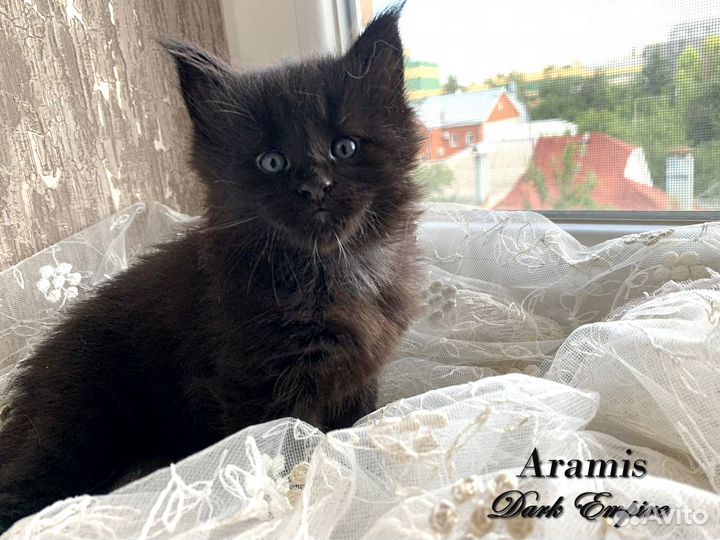Котята мейн-кун черный