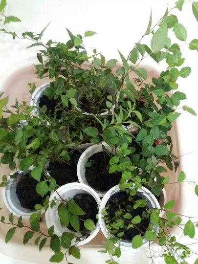 Спирея японская