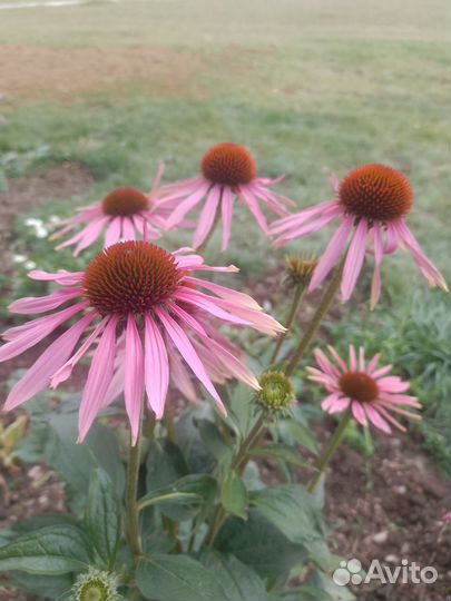 Рудбекия пурпур