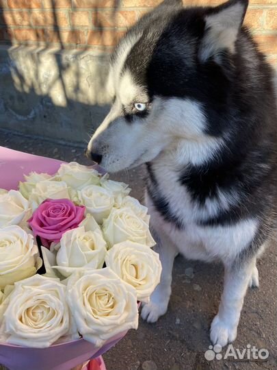 Сибирский хаски