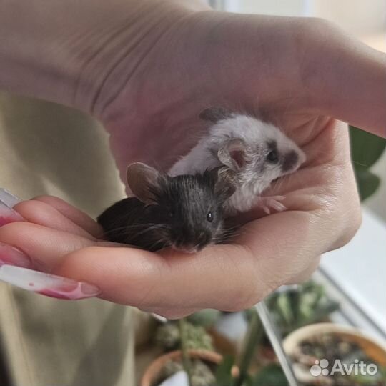 Декоративные мыши