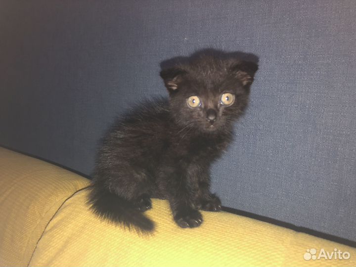 Котята отдам бесплатно