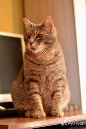 Котик Томас в добрые руки
