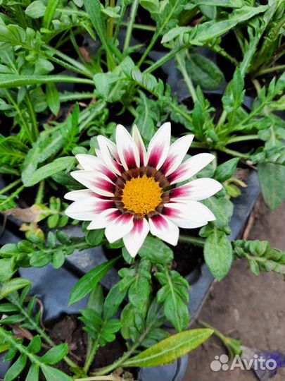 Рассада цветов опт и розница