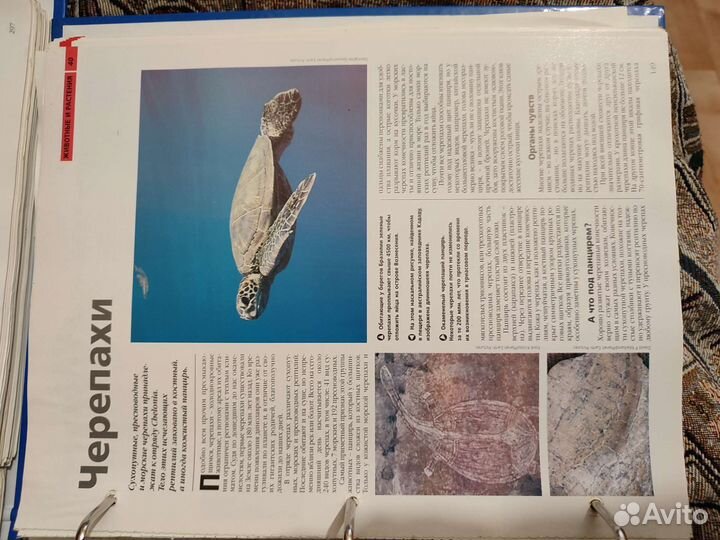 Детская энциклопедия