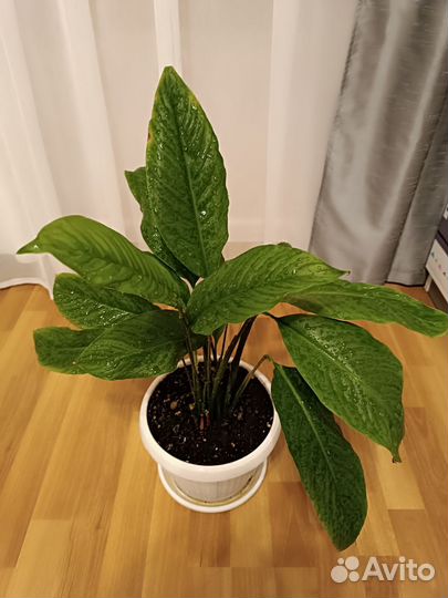 Спатифиллум женское счастье