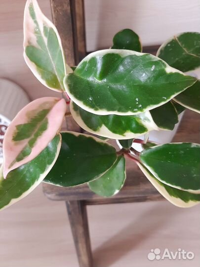 Хойя Кримсон Квин