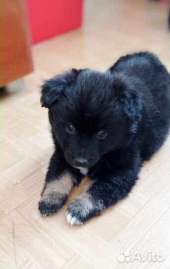 Щеночек-мальчик