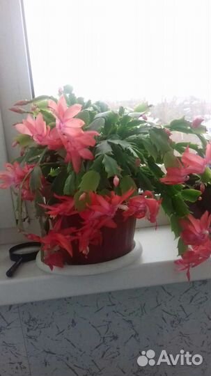 Декабрист шлюмбергера