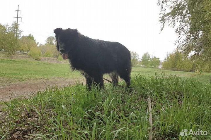 Пёс как медвежонок