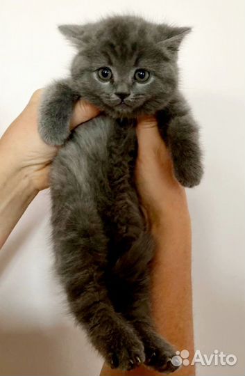 Британская кошечка