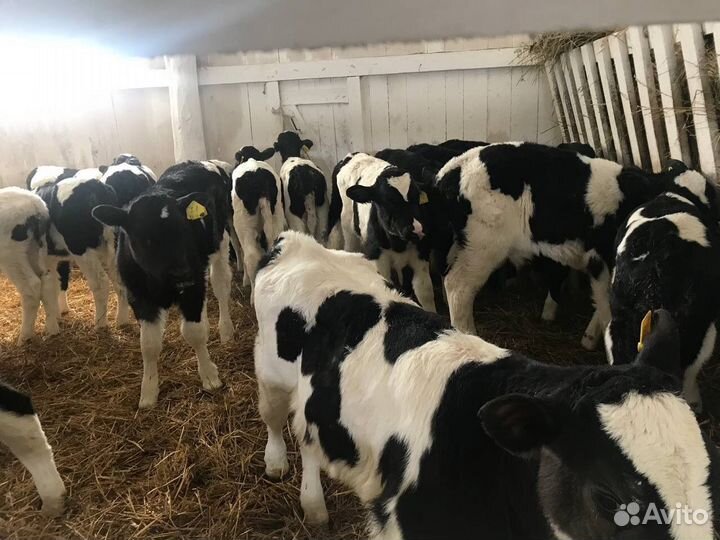 Телята, бычки крс