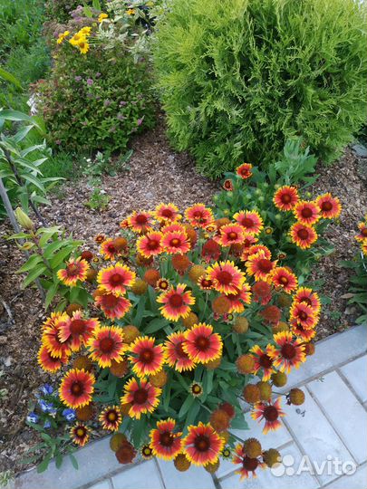 Многолетники декоративные весь сезон