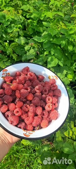 Саженцы малины ремонтантной