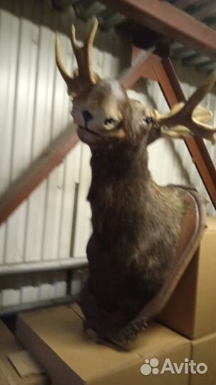 Чучело головы лося