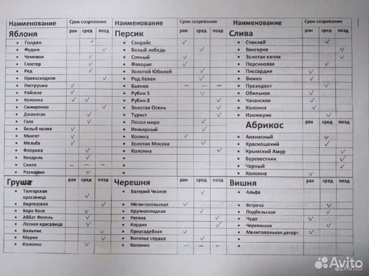 Саженцы Крыжовника Русский желтый