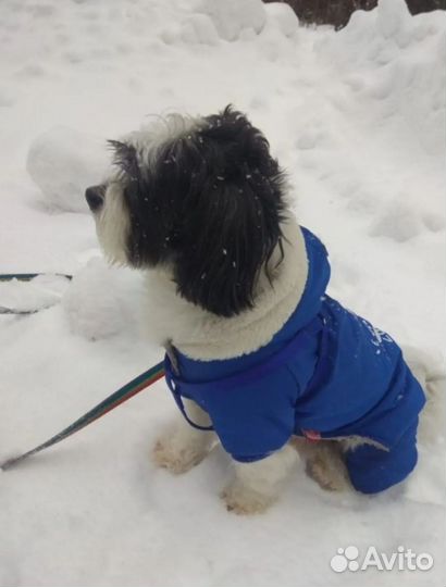 Костюм/одежда для собаки, 46 см