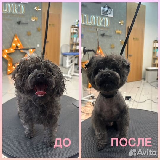 Груминг собак