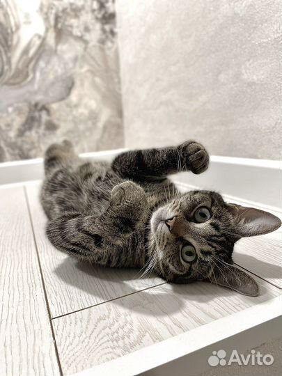 Кошка Фокля, 2 года, маленькая, стерилизованная