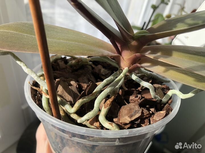 Орхидея мини