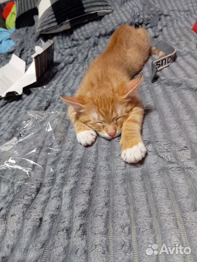 Котëнок в добрые руки