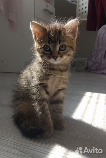 Кошка