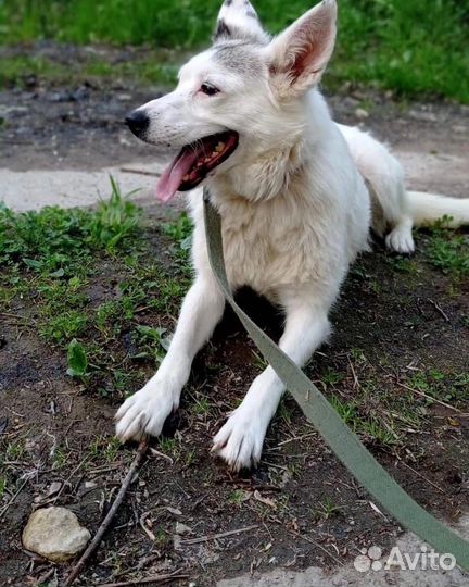 Отдам собаку в добрые руки