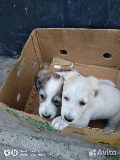 Щенки в добрые руки даром