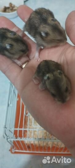 Хомячки бесплатно