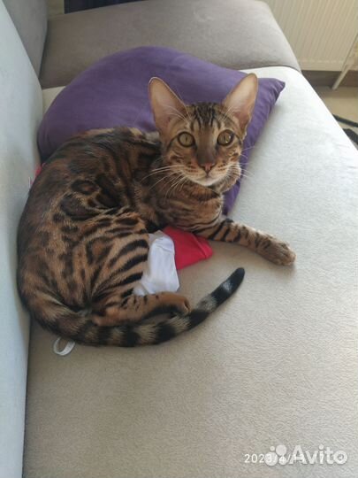 Бенгальский кот