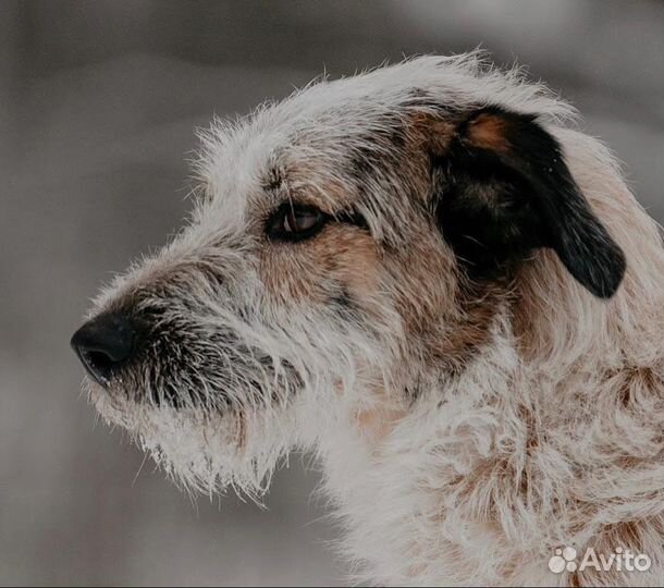 Собака ищет дом