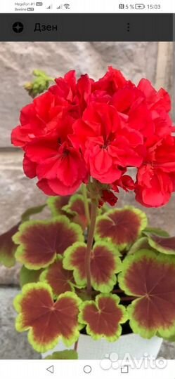 Сортовая, пестролистная пеларгония