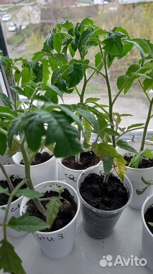 Рассада помидор